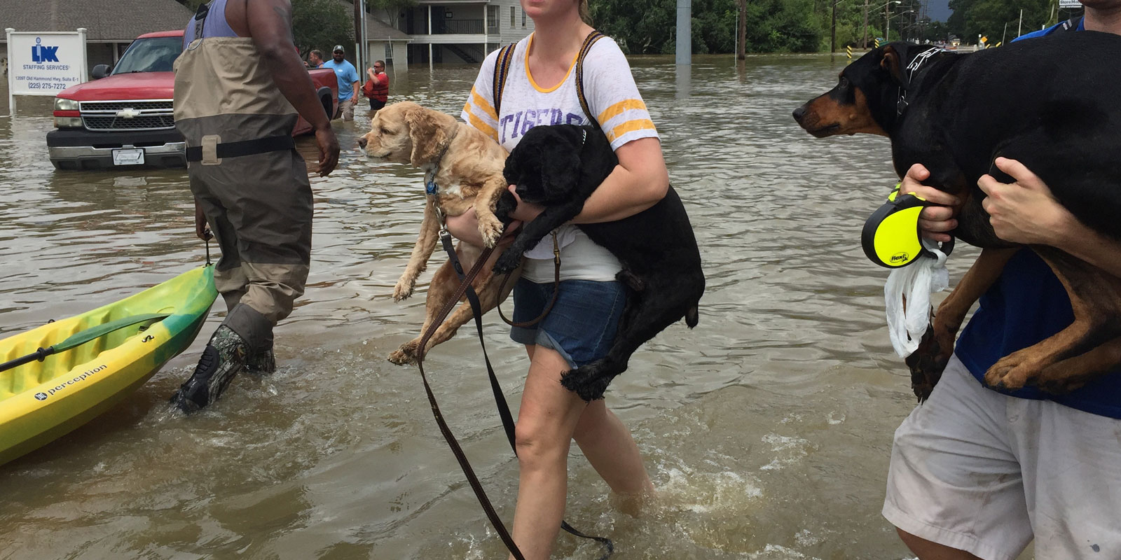 Baton Rouge dog rescue during flooding