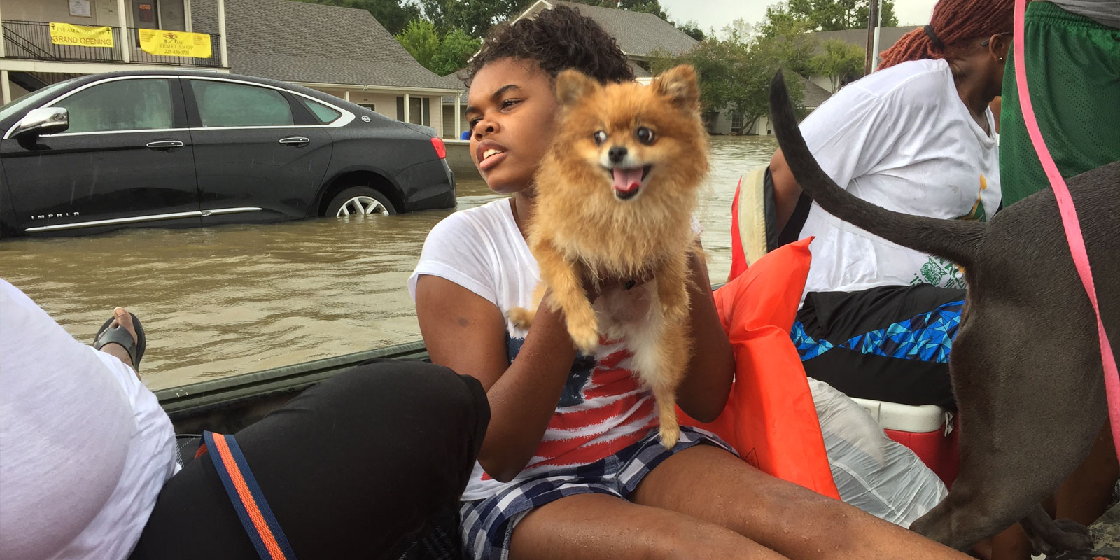 Dog rescue operations during natural disaster